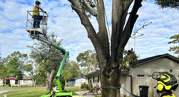 Tree Services in Bertha FL